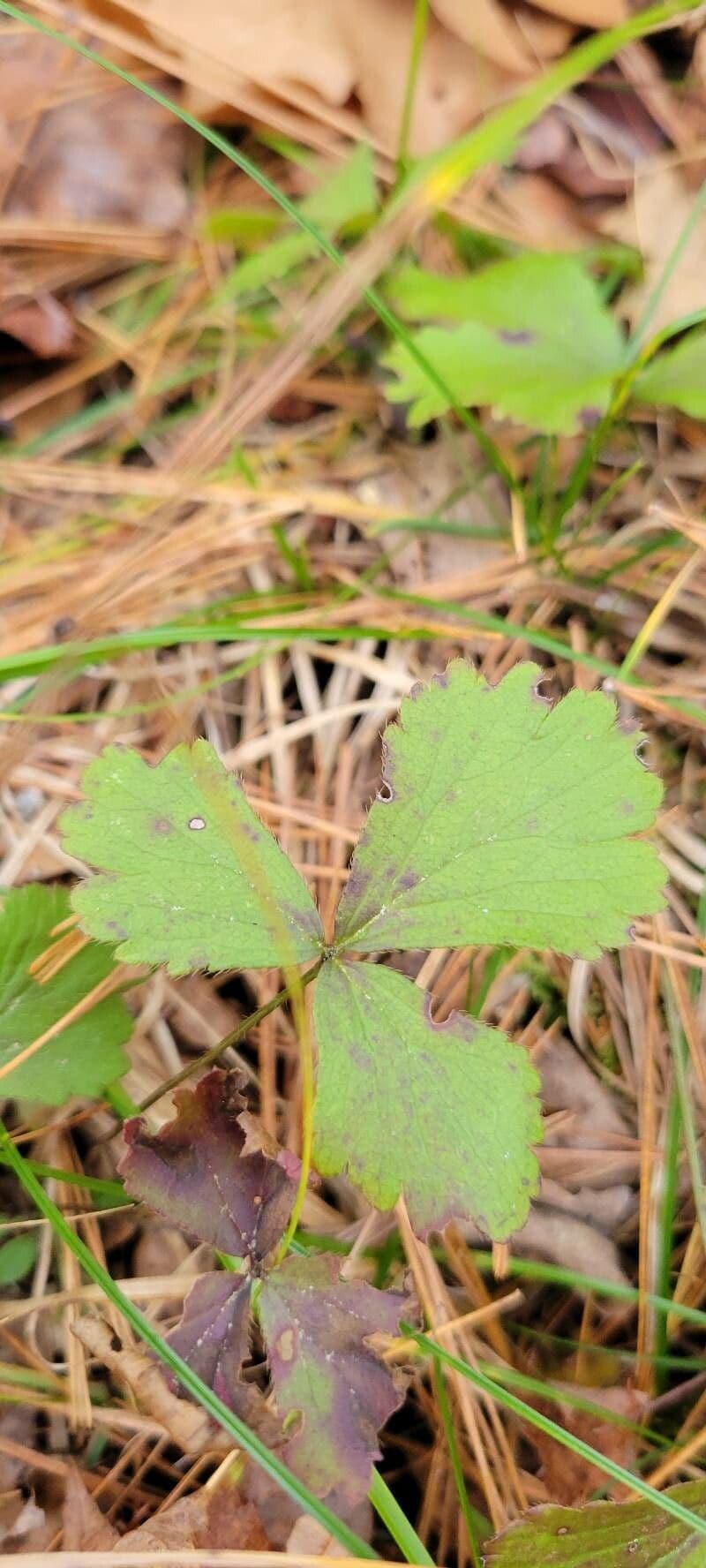 Waldsteinia 14