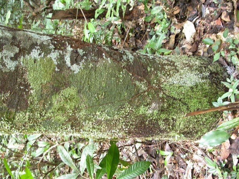 Couma guianensis 9