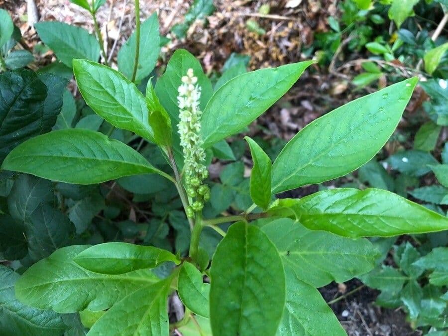 Phytolacca octandra 8