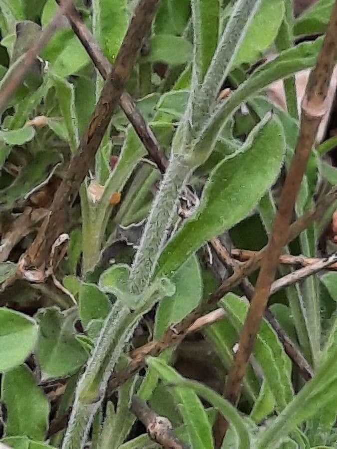 Silene italiana 25