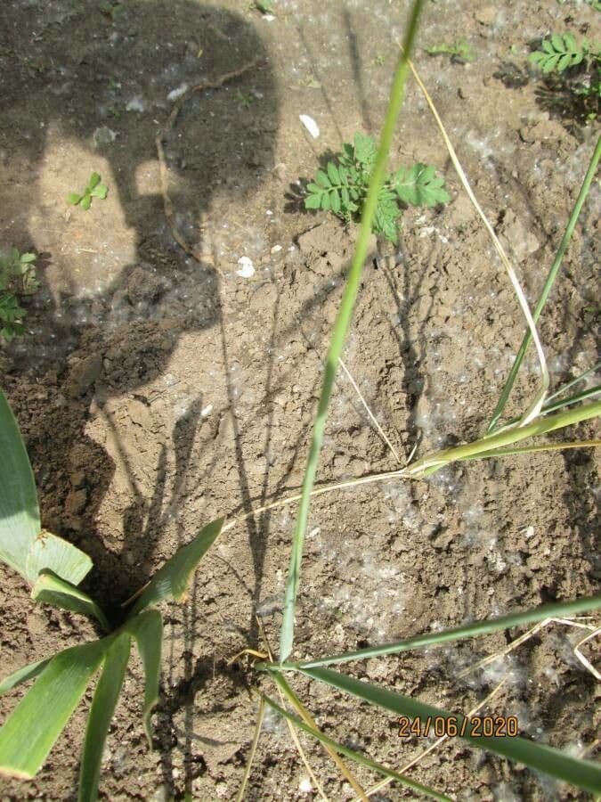 Grano monococco 19