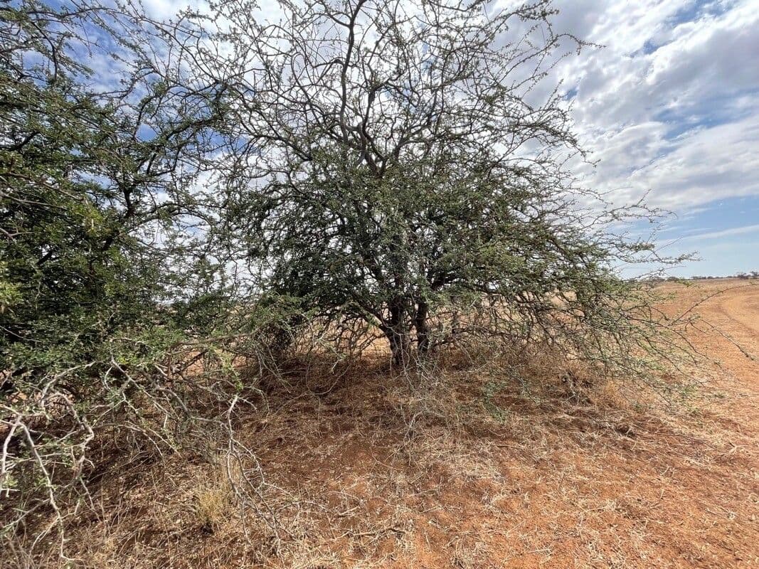 Albizia anthelmintica 6