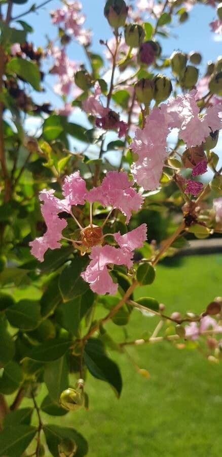 Lagerstroemia tomentosa 3