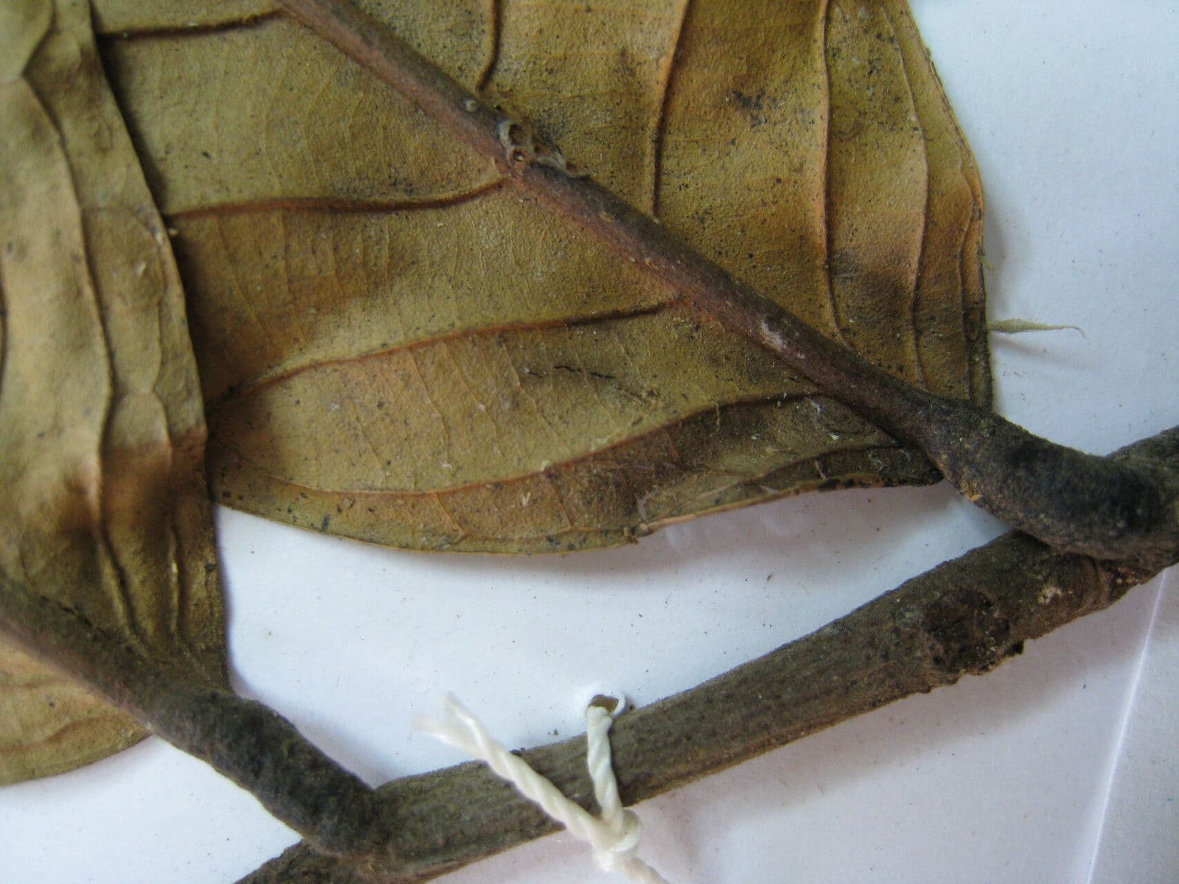 Unonopsis 7