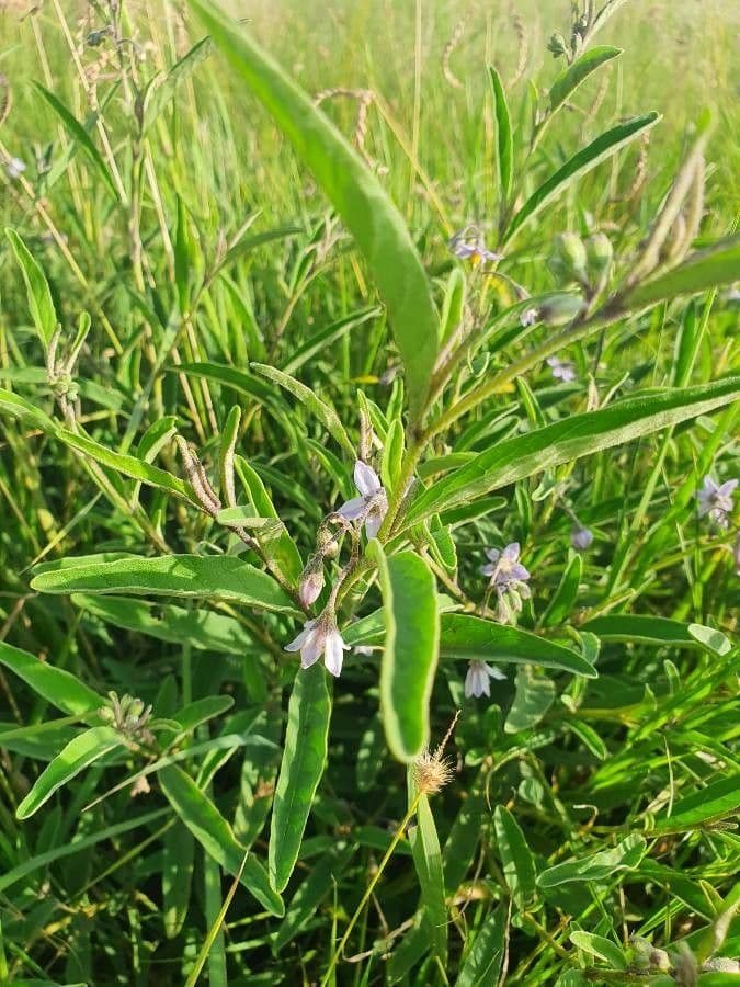 Solanum 13