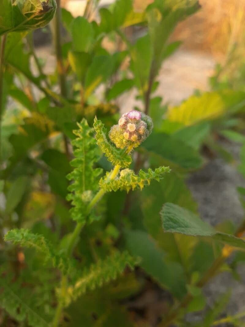 Cyathocline 12