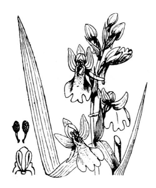 Sumpf-Knabenkraut 19