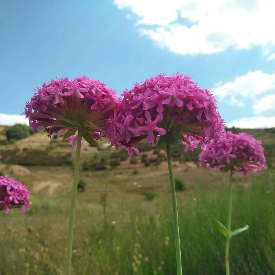 Atocion 9