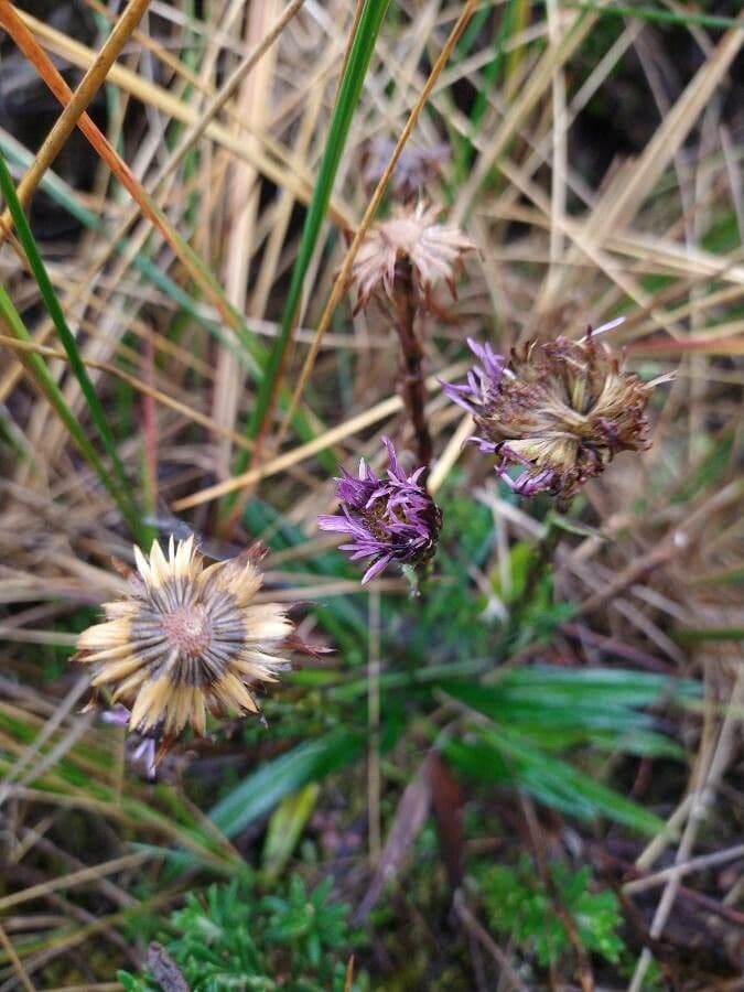 Andyjsky aster 6