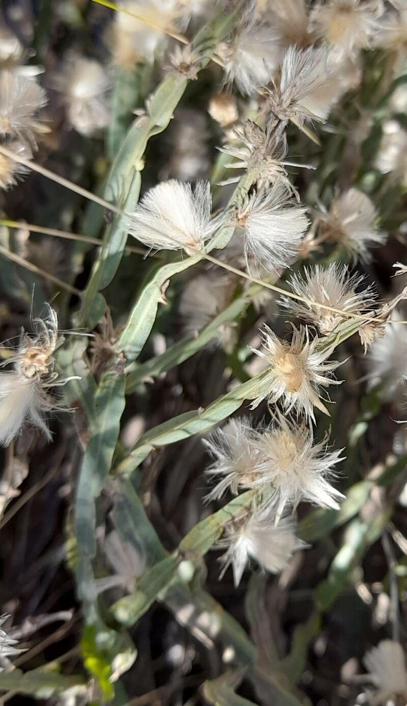 Baccharis trimera 4