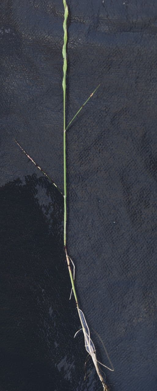 Festuca di Lachenal 13
