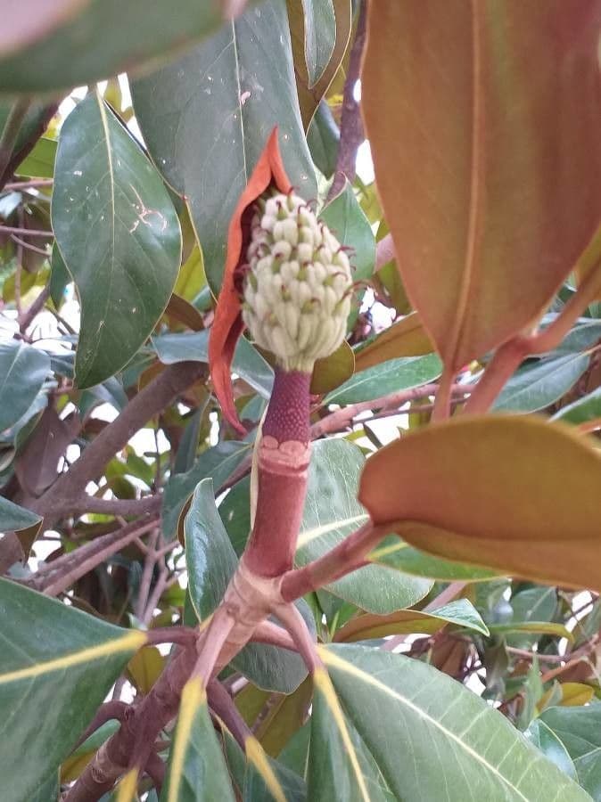 Magnolia grandiflora 6