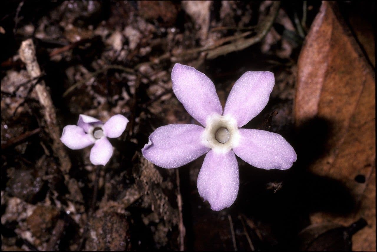 Voyria
