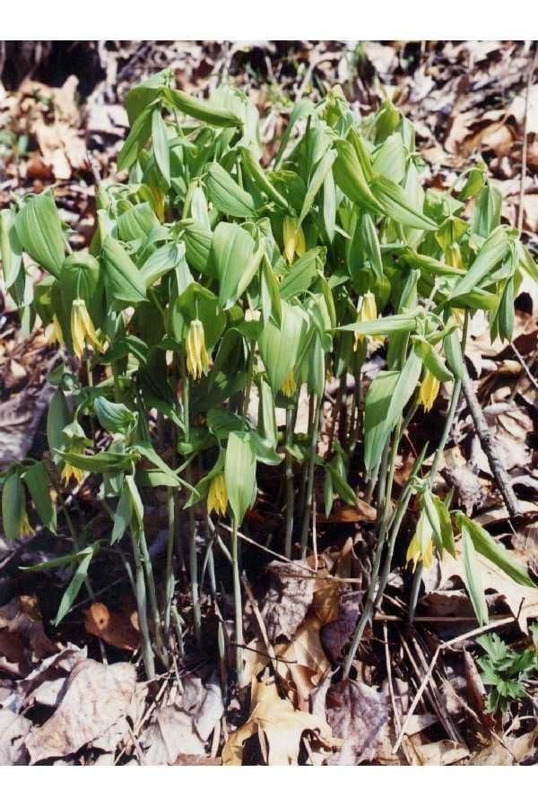 Uvularia grandiflora 13