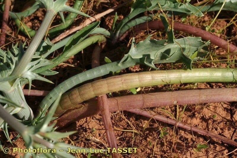 Panicaut cornu 8