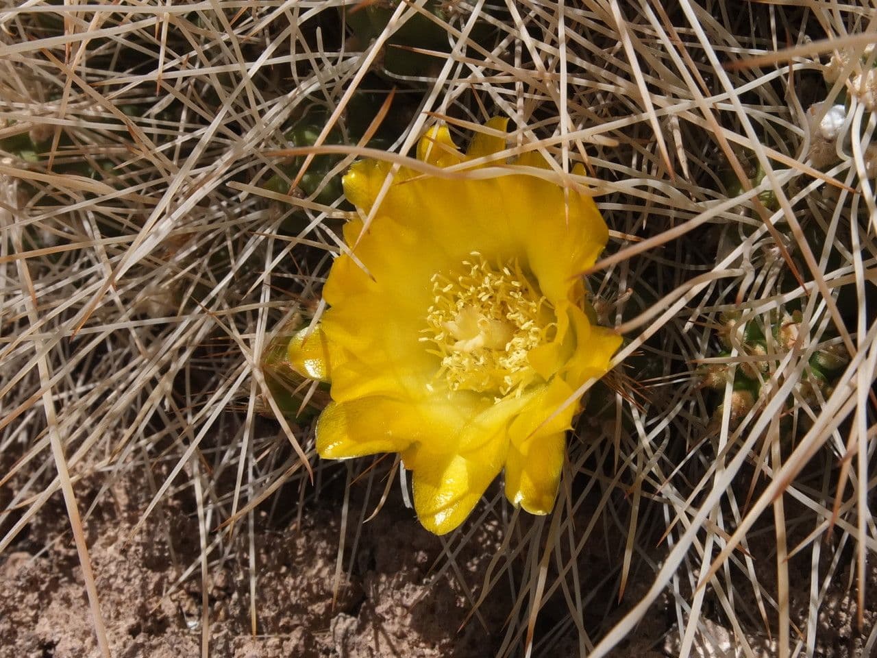Cumulopuntia boliviana 4