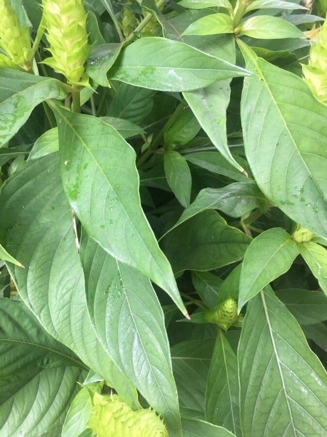Barleria 12
