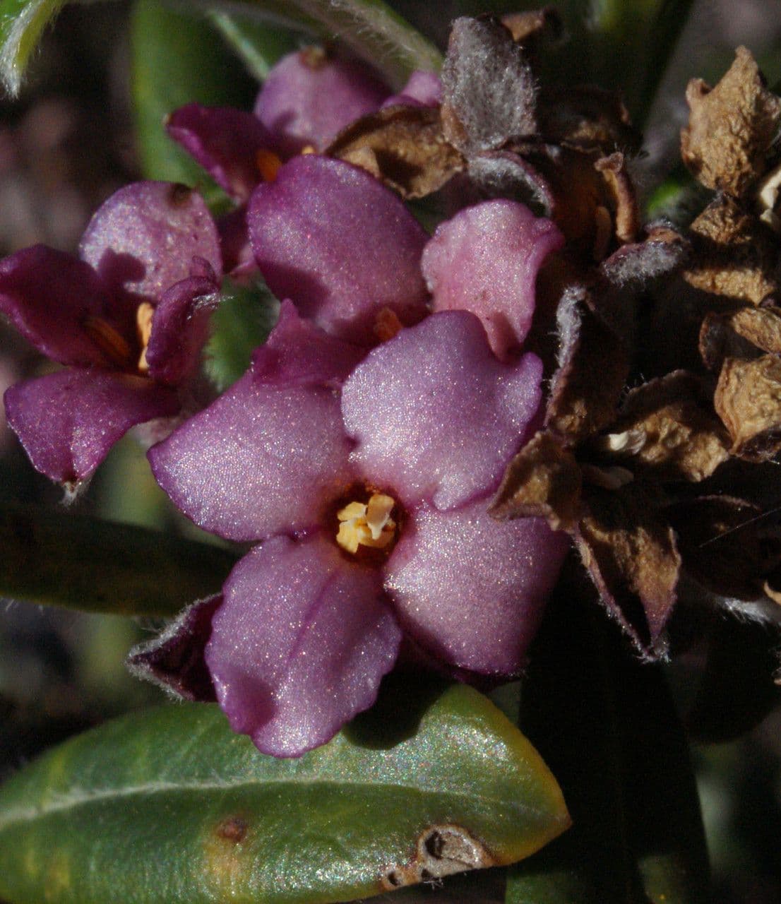 Daphne 5
