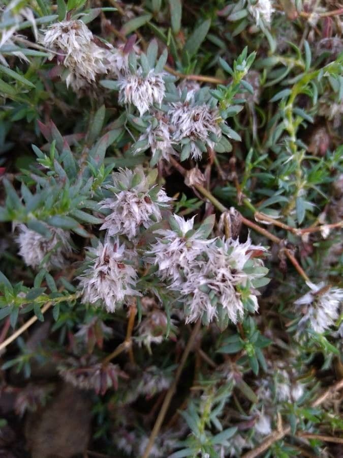 Silver nailroot