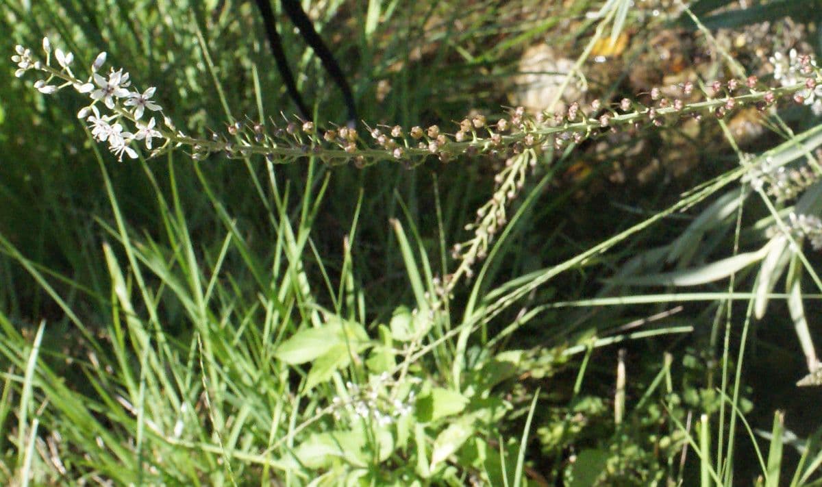 Erba lucciola 15