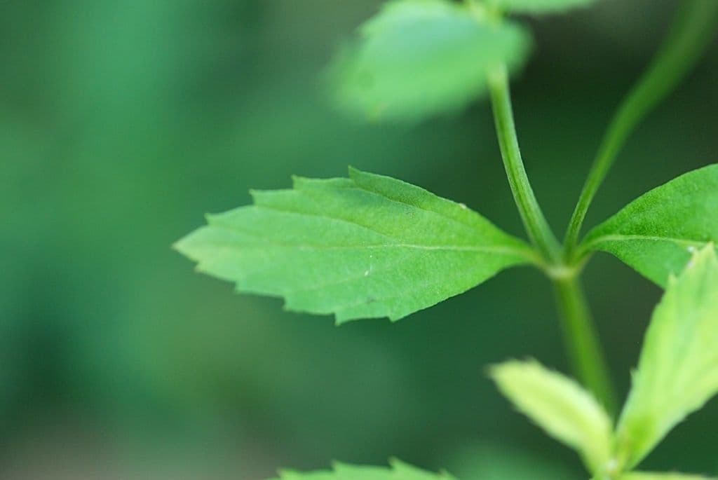 Lippia lanceolata 15