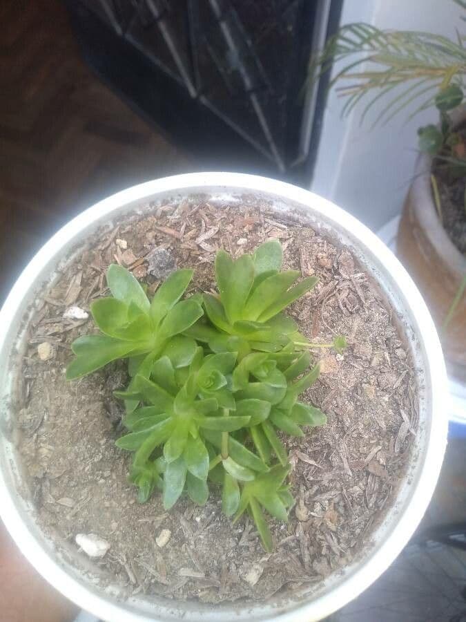 Orostachys malacophylla 5