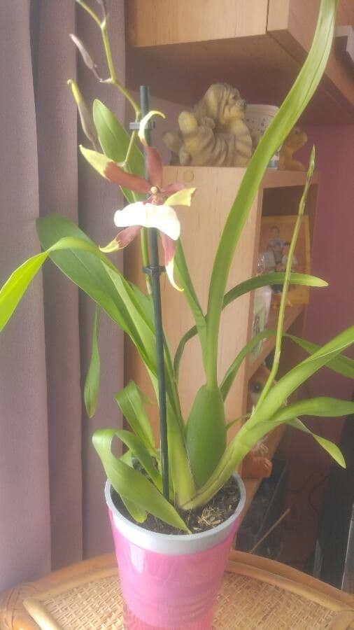 Phaius 7