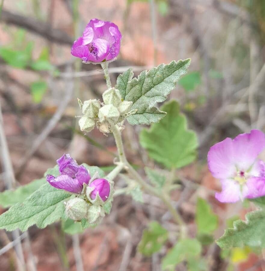 Sphaeralcea 4