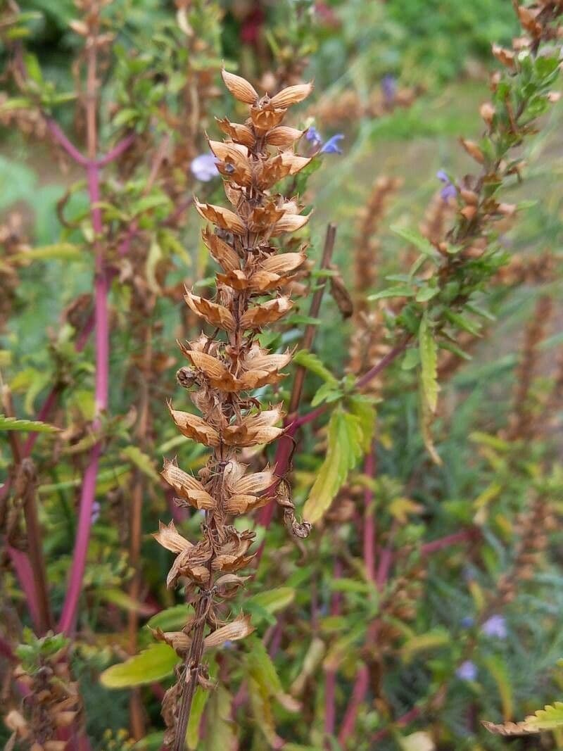 Dracocéphale de Moldavie