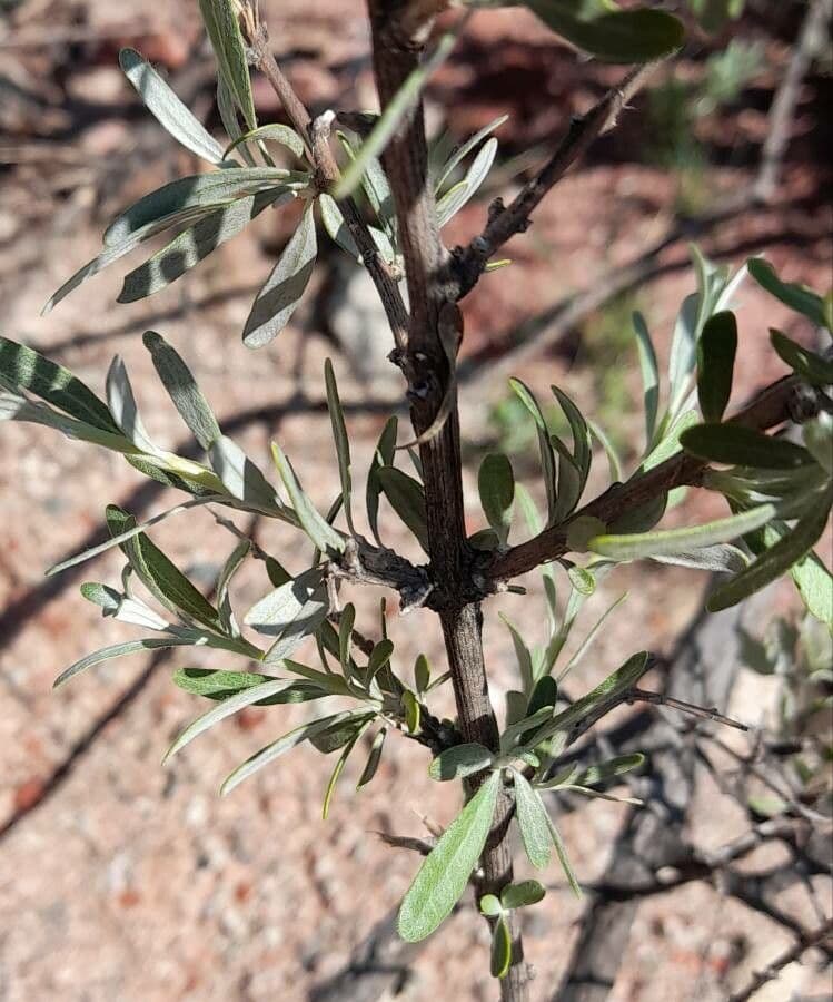 Hyaloseris 7