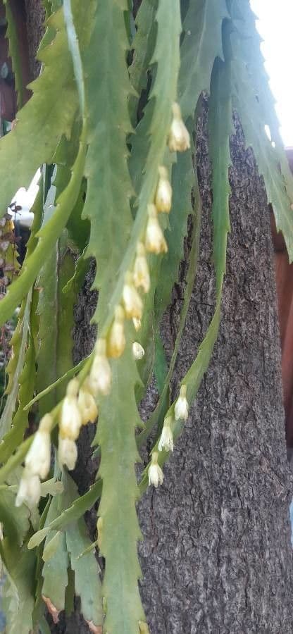 Lepismium 7