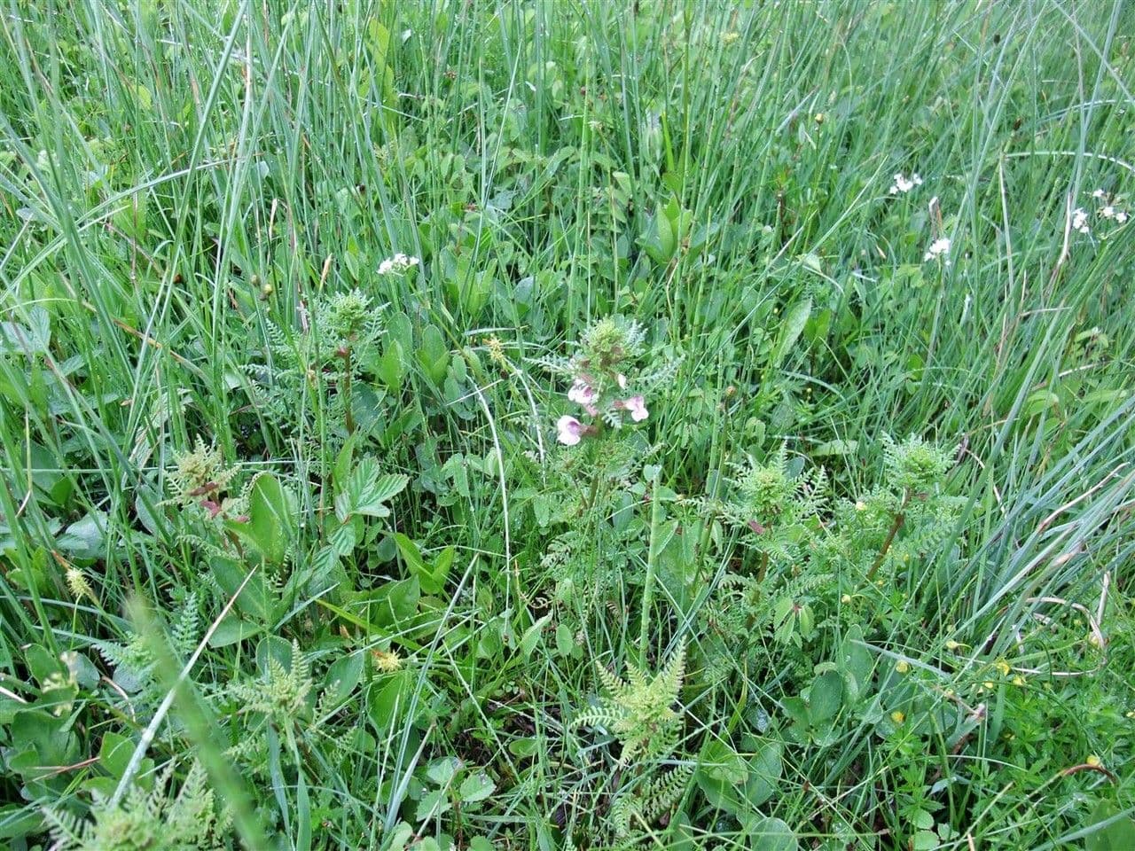 Pedicolare palude 15