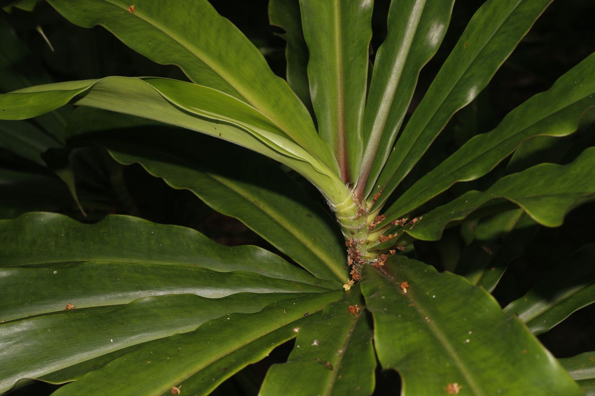 Dimerocostus 3