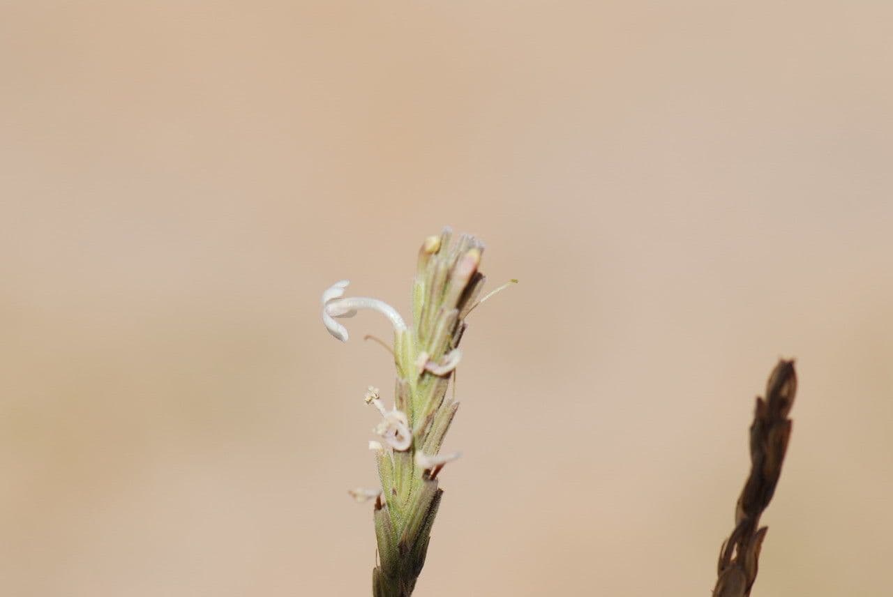 Chasmanthium 3