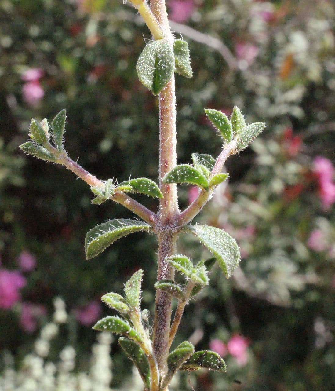 Saturejka thymbra 16