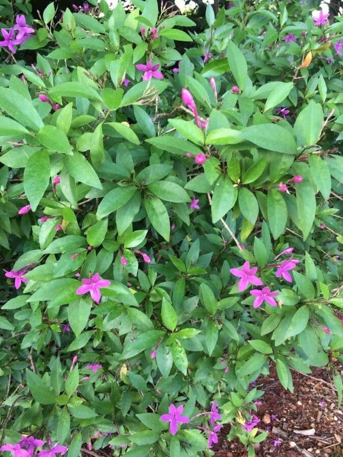 Pseuderanthemum 7