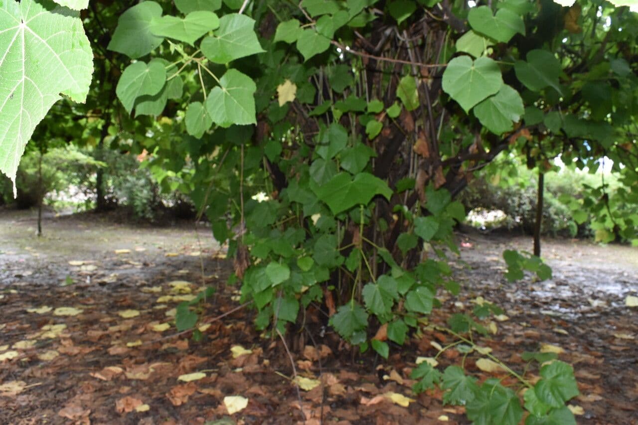 Dombeya 13
