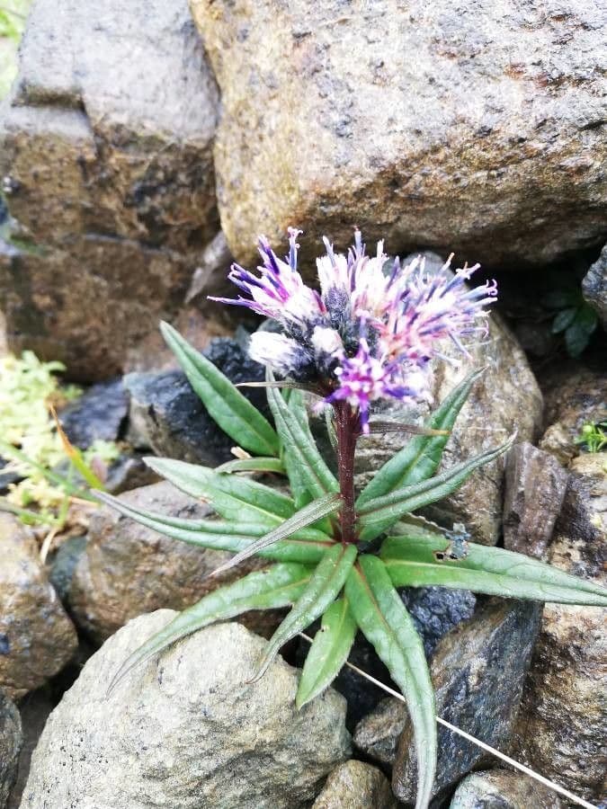 Saussurea 20