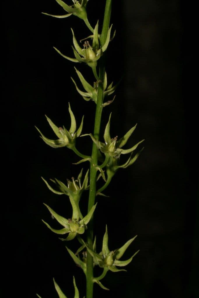 Stenanthium trávolisté 2