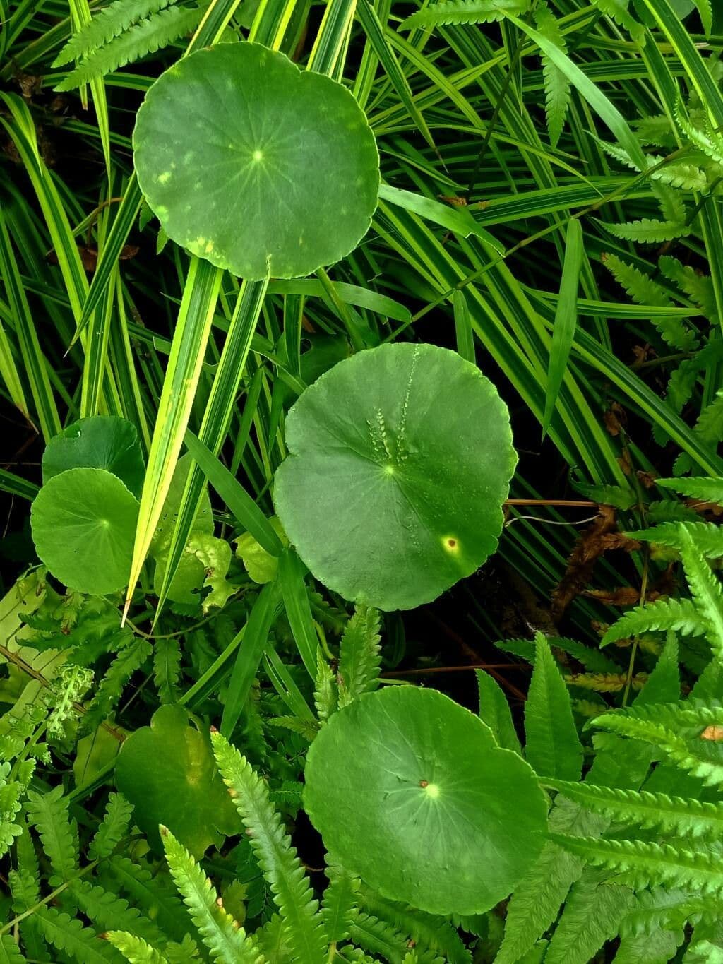 Hierba de San Guillermo 14