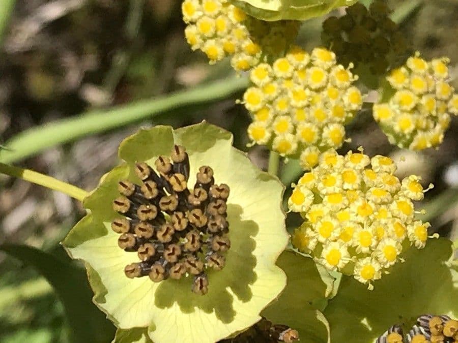 Bupleurum stellatum 8