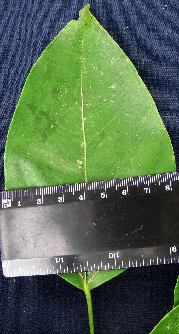 Dendropanax arboreus 23