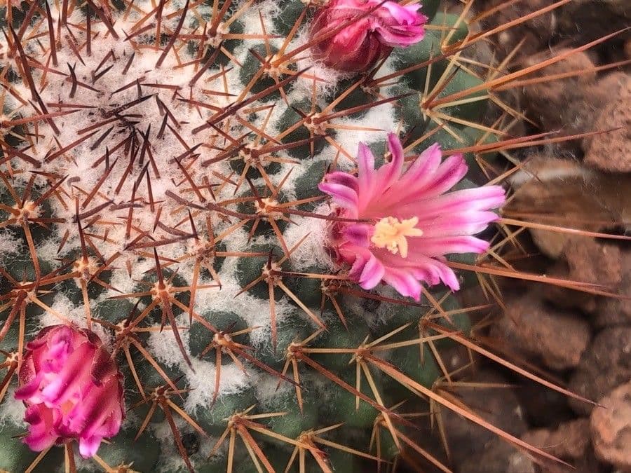 Cactus