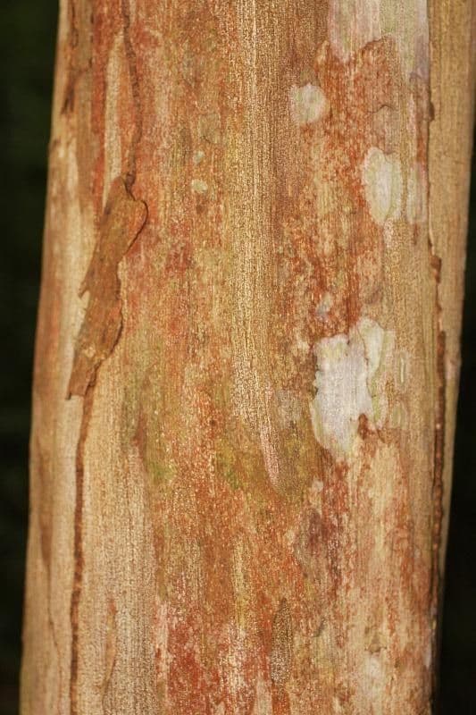 Guayaba de olor 14