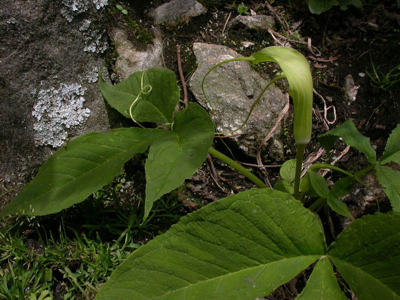 Áron 8