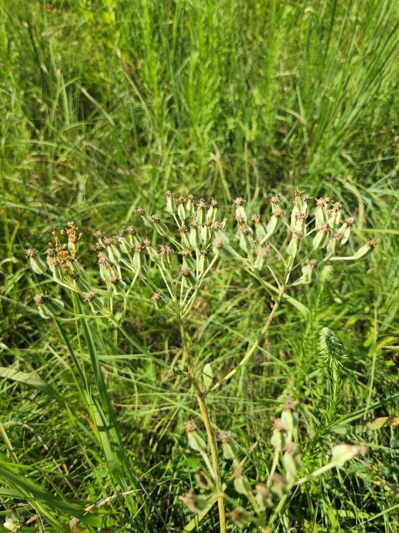 Arnoglossum plantagineum