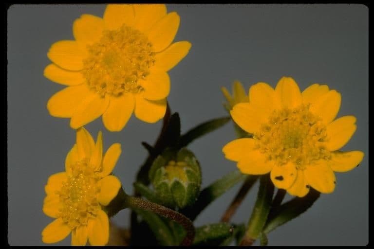 Lasthenia californica 6