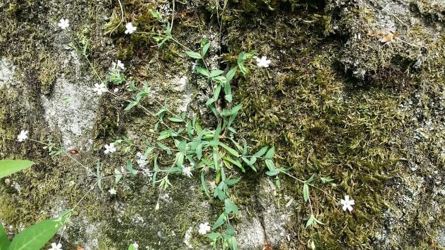 Silene rupestre 10
