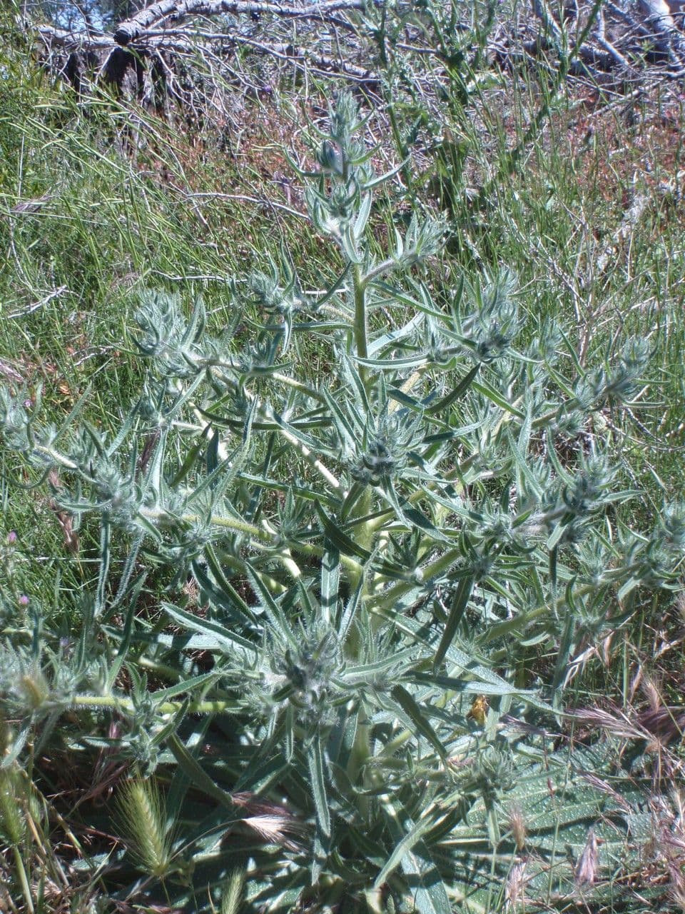 Echium asperrimum 10