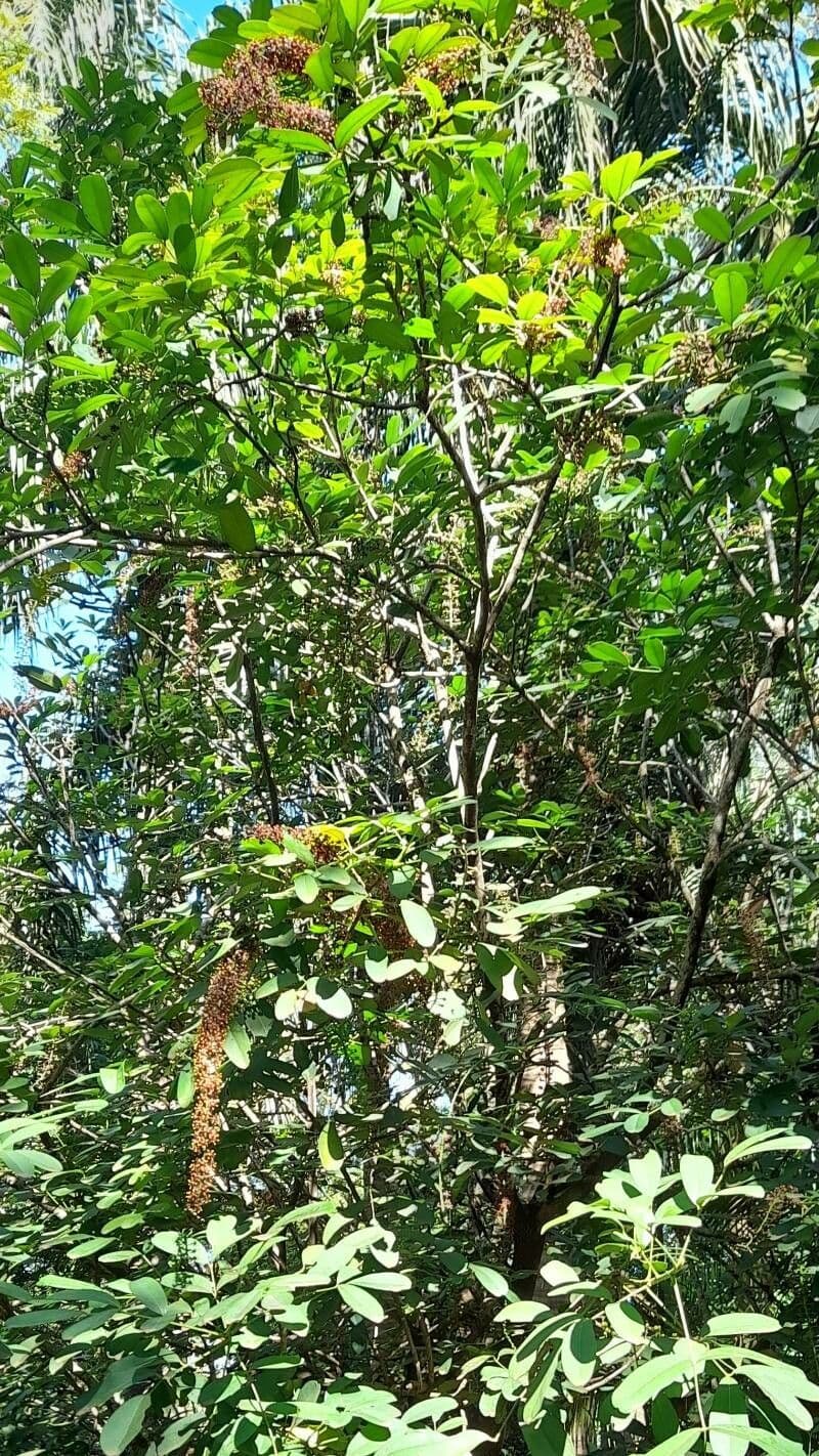 Pilocarpus pernatý 13